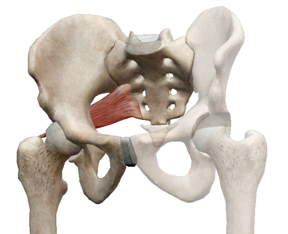 Musculus iliacus