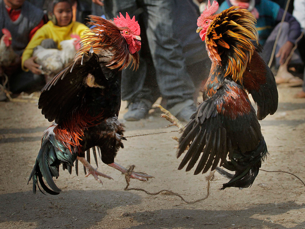 Game Cock Fights 38