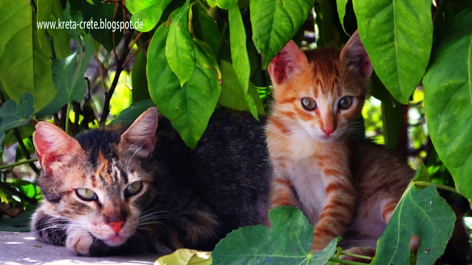 Pekos Kreta und Griechenland Blog Crete cats Katzen auf Kreta Today