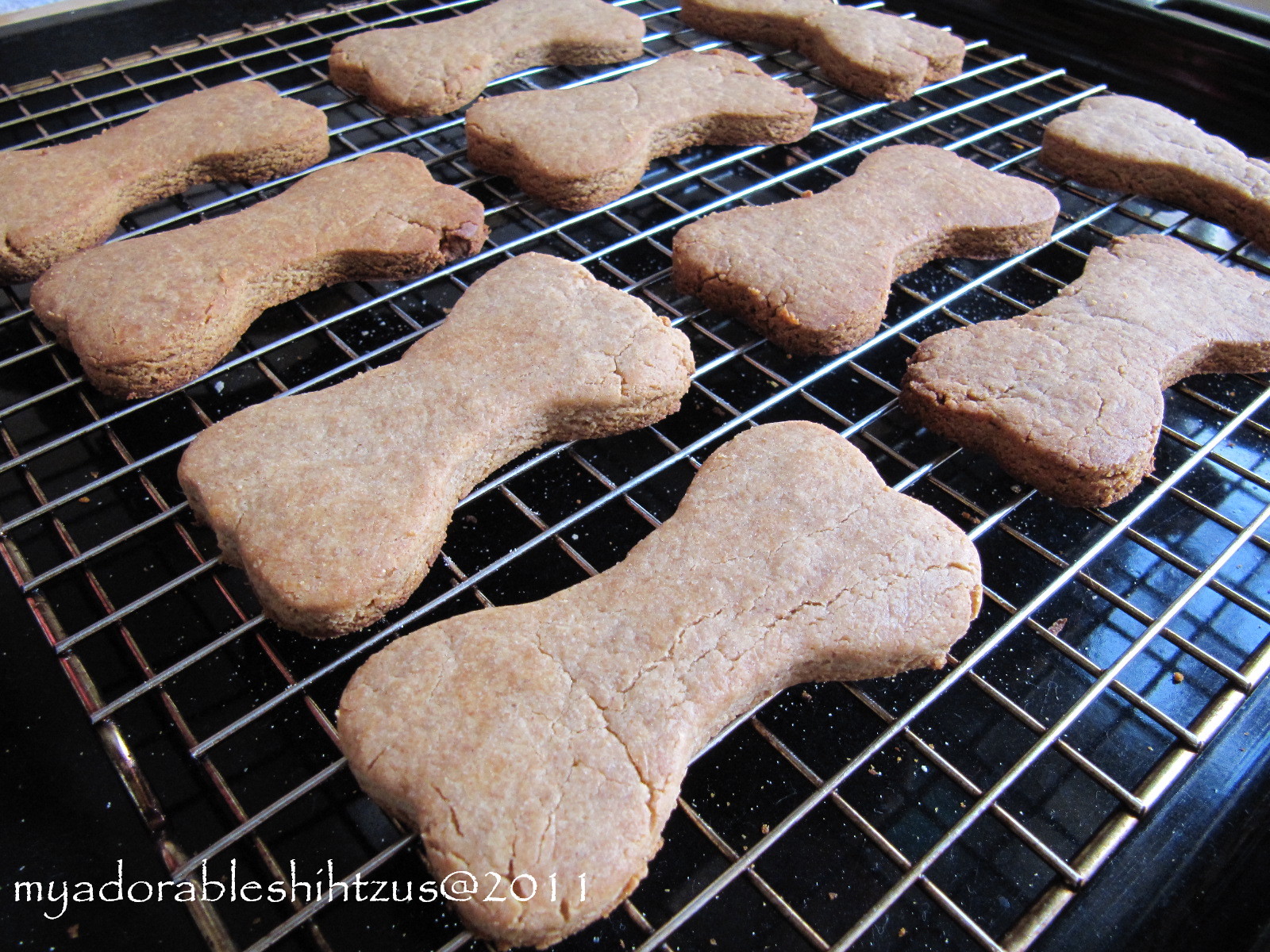 My adorable shih tzus Peanut Butter & Honey Dog Bone Cookies