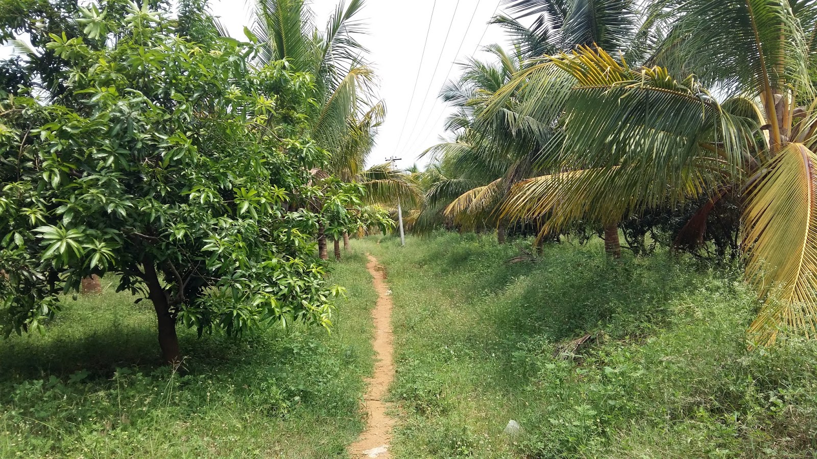 AGRI LANDS MANGO FARM FOR SALE NEAR RAJAPALAYAM, TAMILNADU