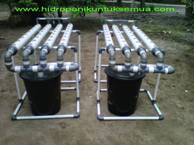 Ilustrasi visual menanam pakcoy di sistem NFT mengapa memilih sistem nft untuk menanam pakcoy