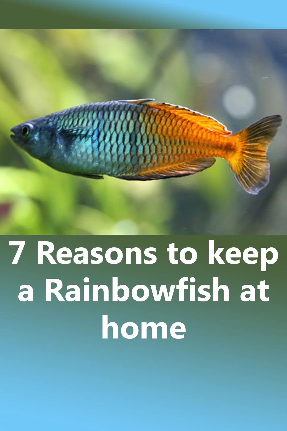 96 turquoise rainbowfish tropical
