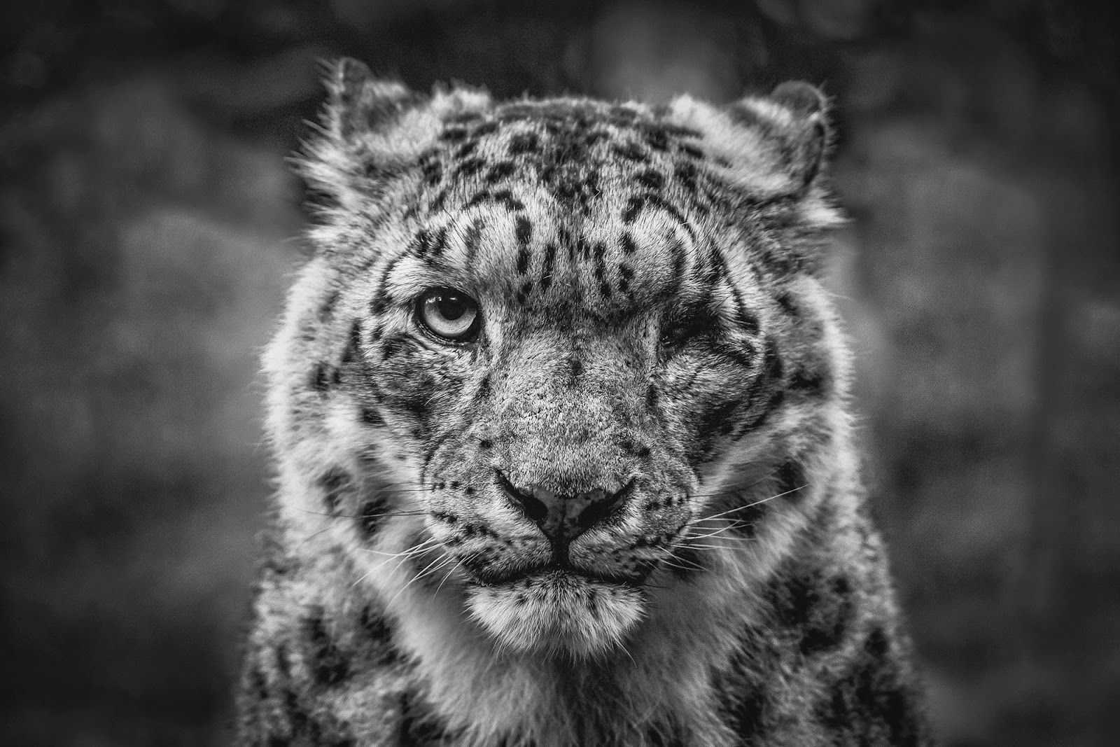 Kari LikeLikes: One Eyed Snow Leopard #animals