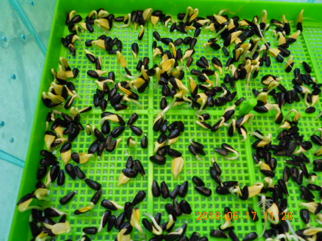 ����,����l,�g�A�V�鸪�ؤl,�V�鸪��Ϥ�,�V�鸪��,�V�鸪,�V�鸪�l,�V�鸪�ؤl,���L�Q�V�鸪�ؤl,�V�鸪��ؤl