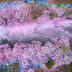 Bunga Sakura Mulai Tumbuh di Papua