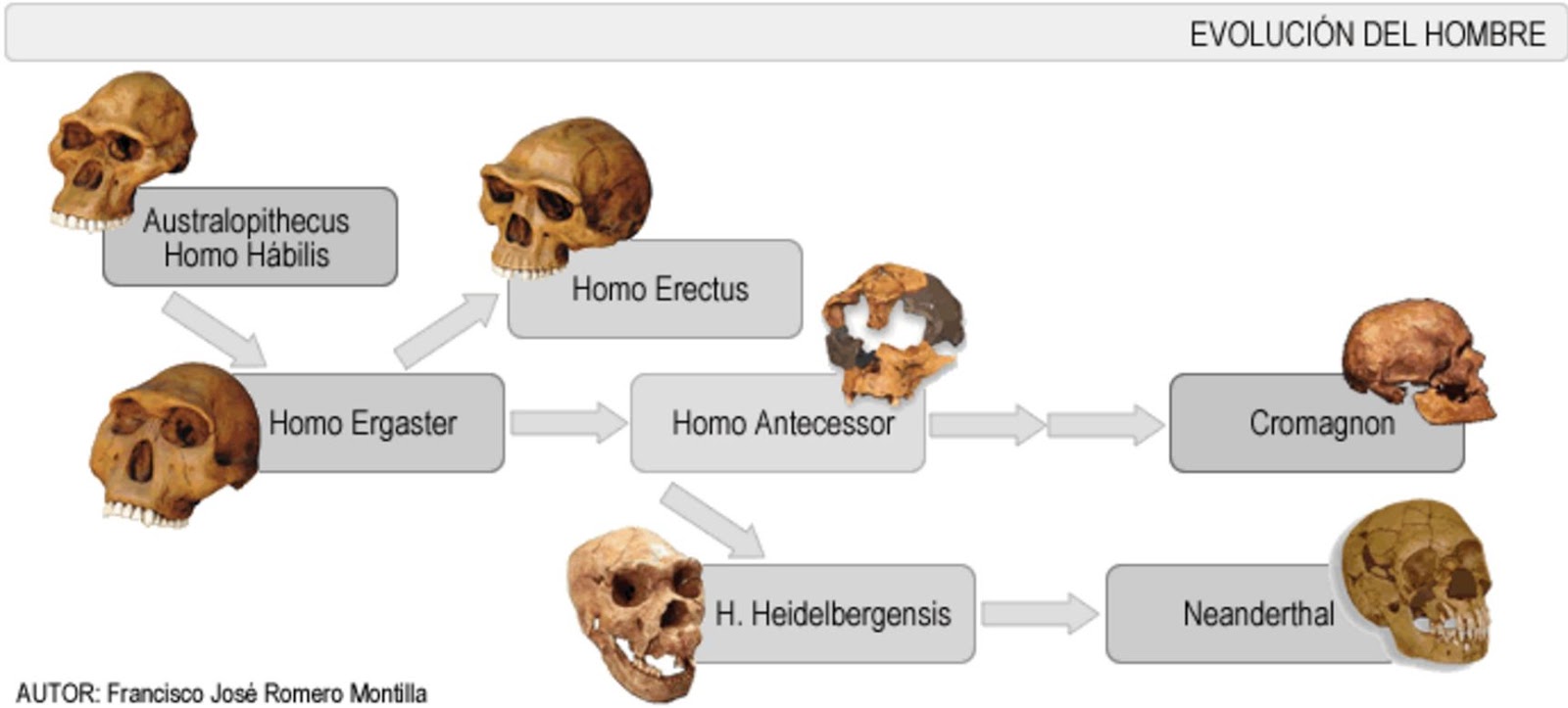 Blog de Sociales 1º ESO : EL PROCESO DE HOMINIZACIÓN