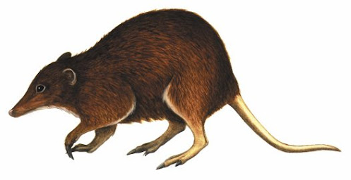 extinct marsupial Yarala
