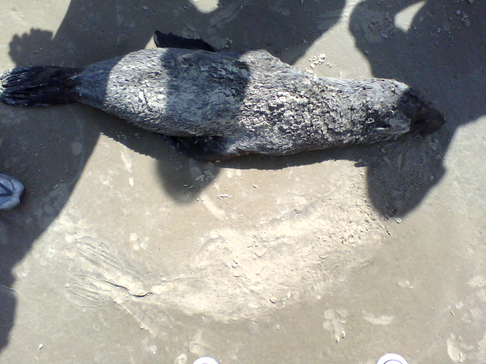 nuac ambiental animais mortos encontrados na praia de atlântida sul