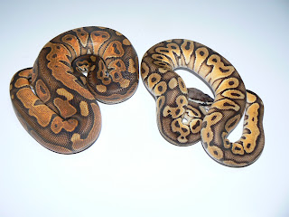 Heather's Herps: Enchi and Ghost Goodness