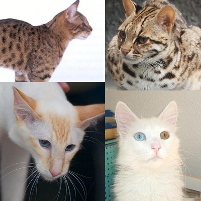 Razas de Gatos | Mascotas en casa