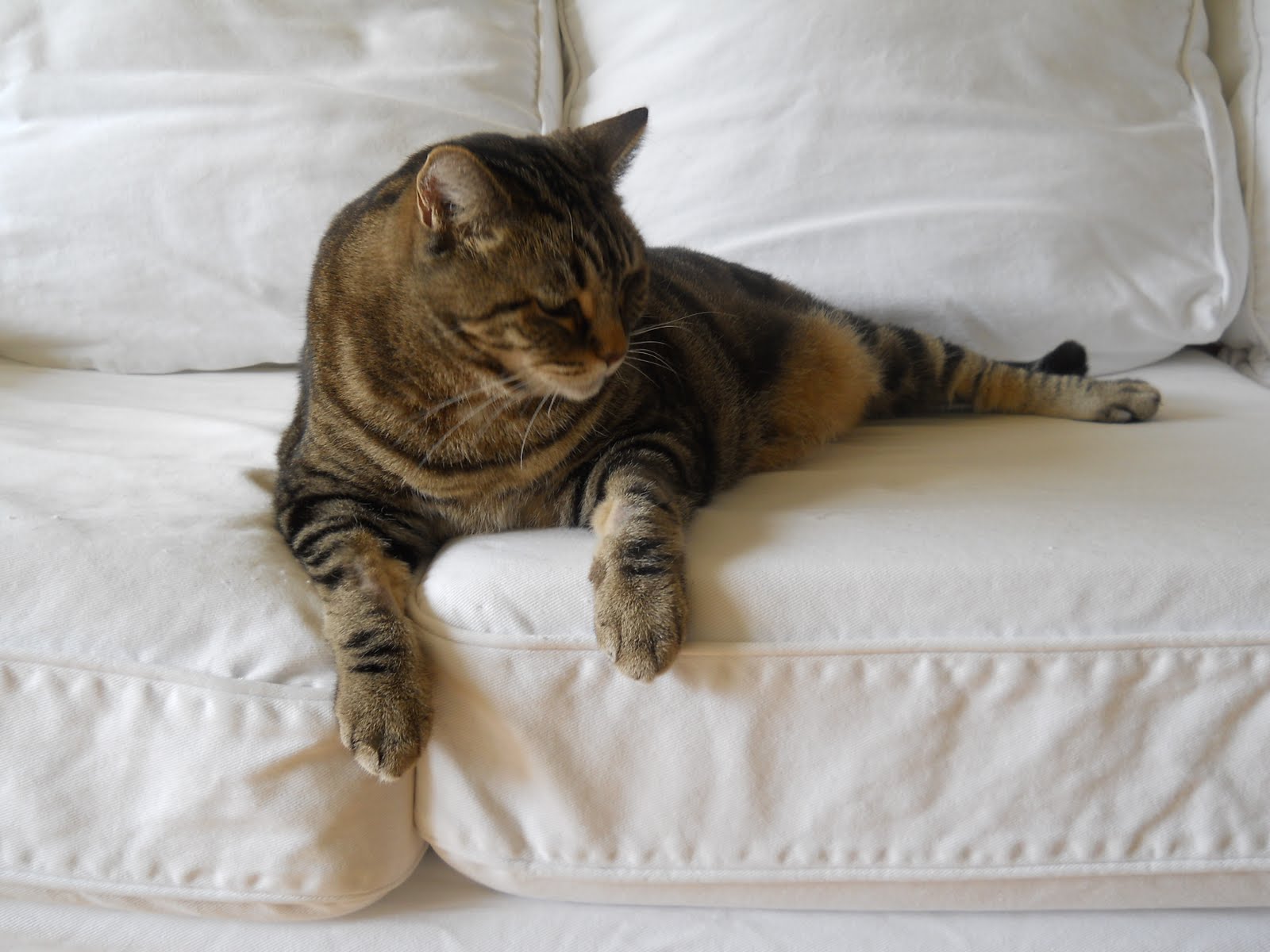 My Rose Cottage Studio