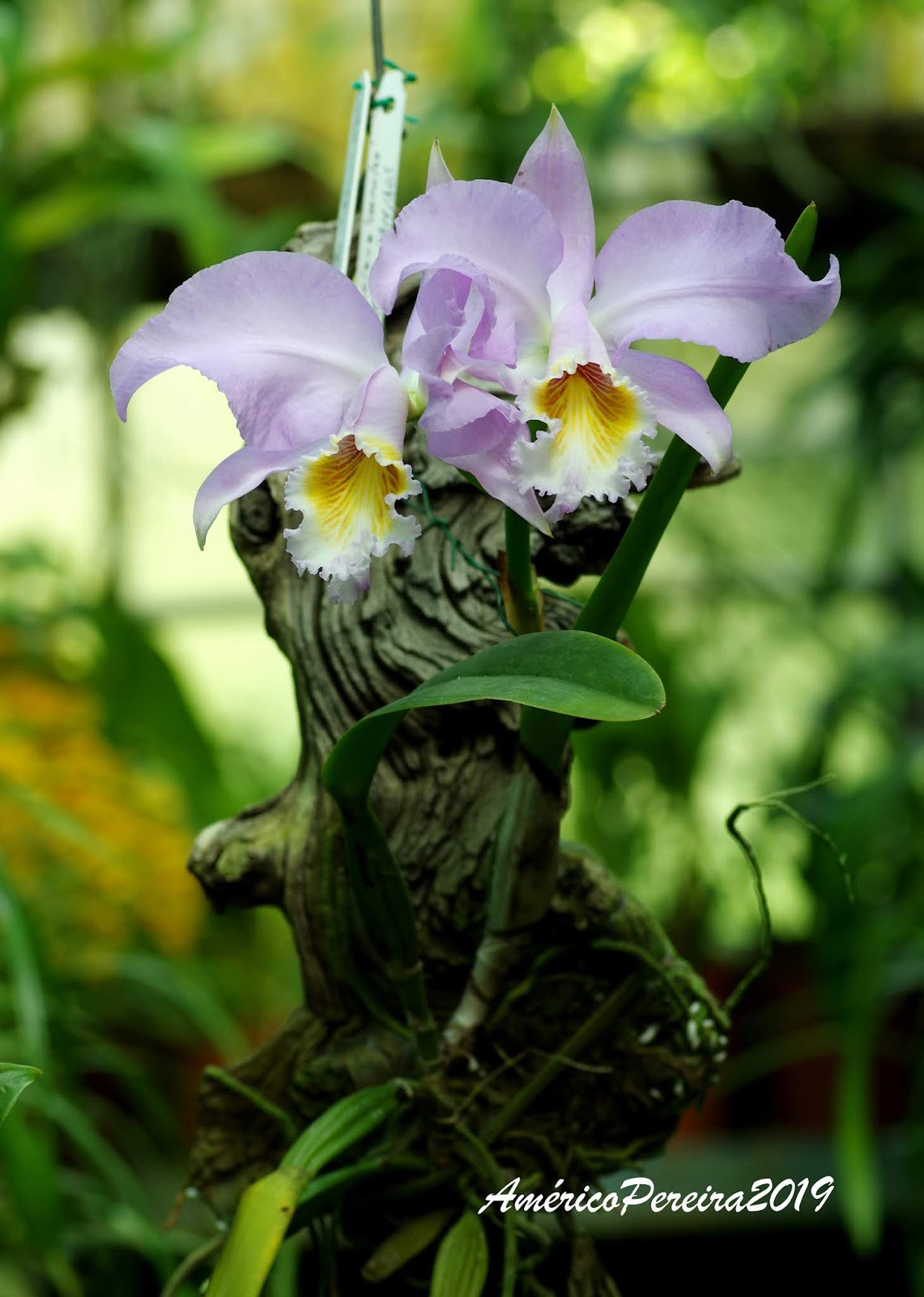 Orquídeas soltas: Cattleya mossiae v. coerulea