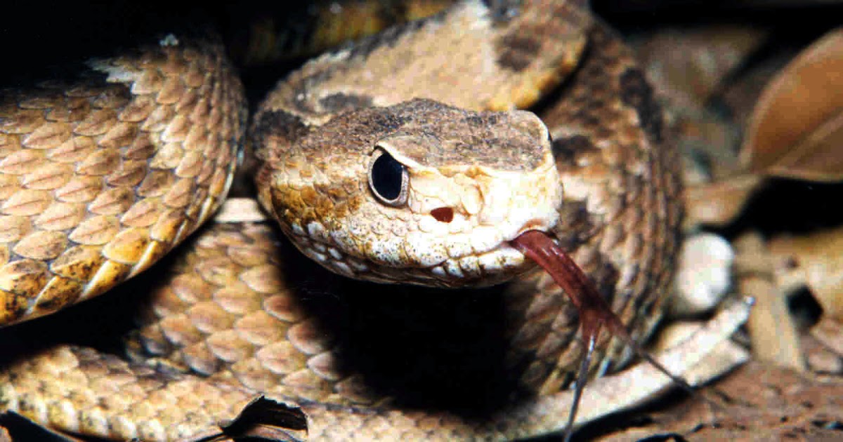 As 10 cobras mais venenosas do mundo.