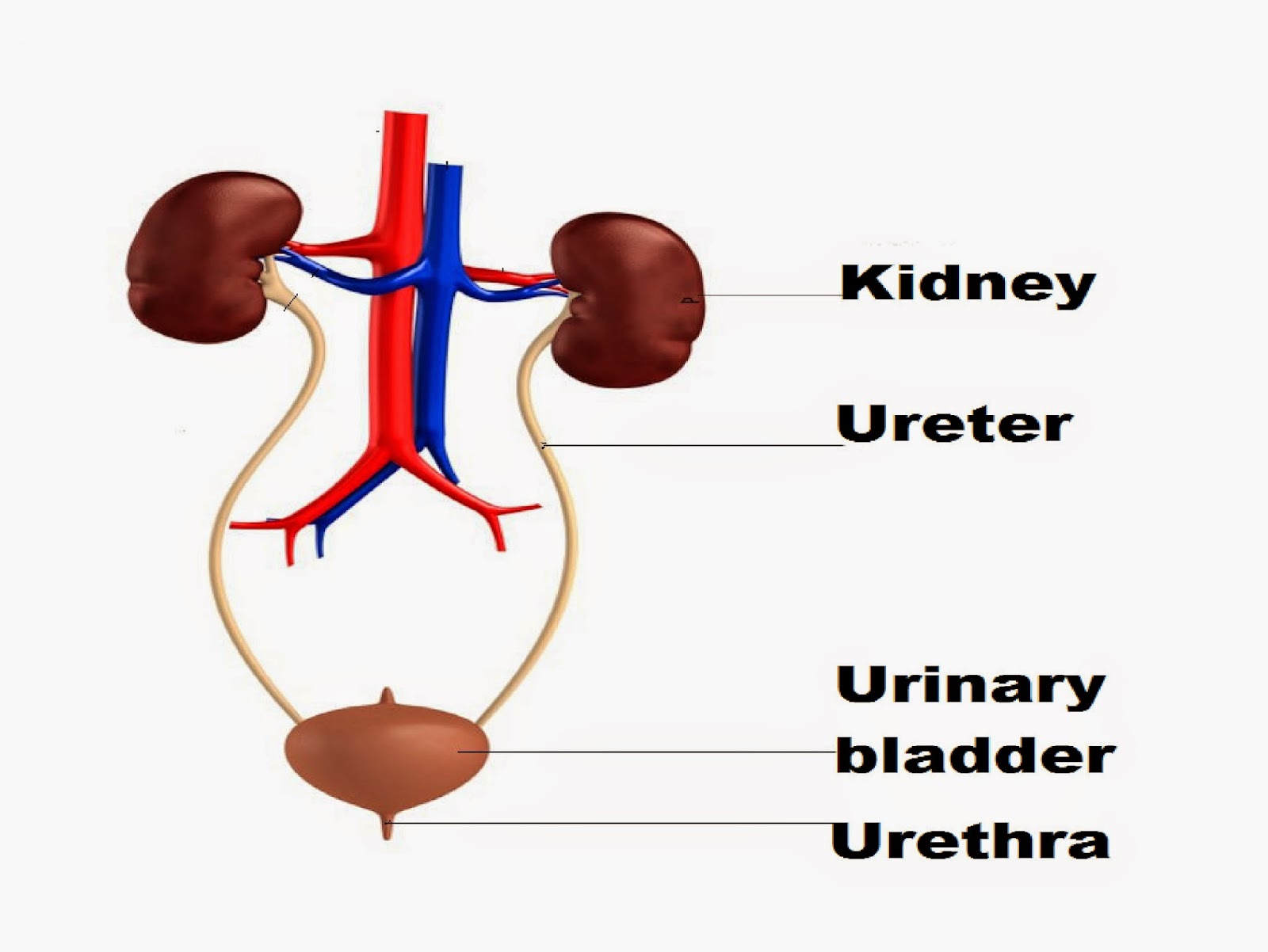 Human Urinary System Diagram Labeled Diagram Media