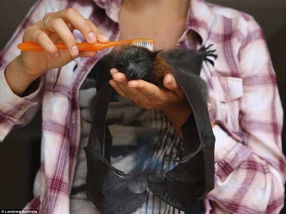 White Wolf Dedication and a nice warm blanket helping to save