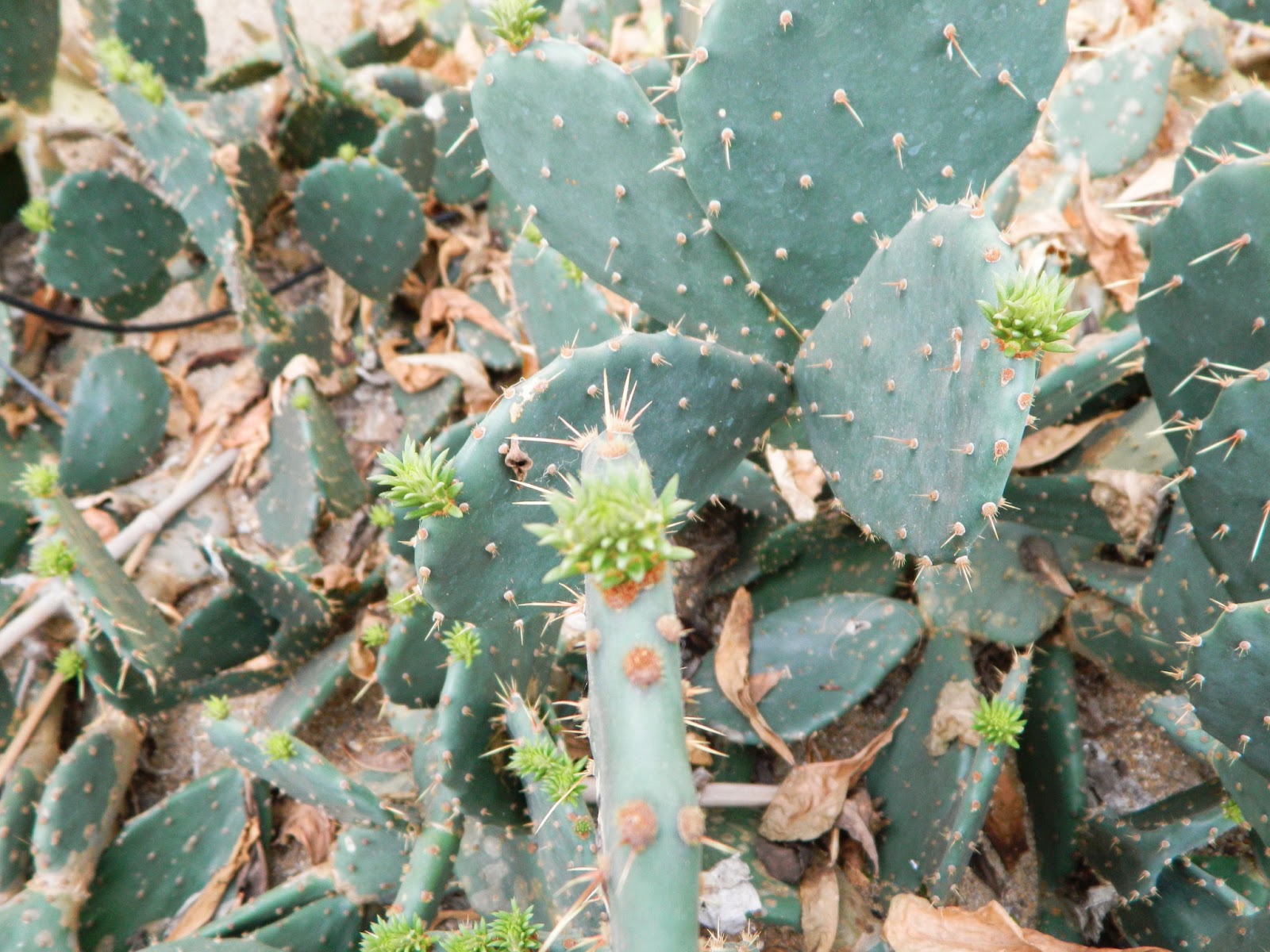 cactus budding