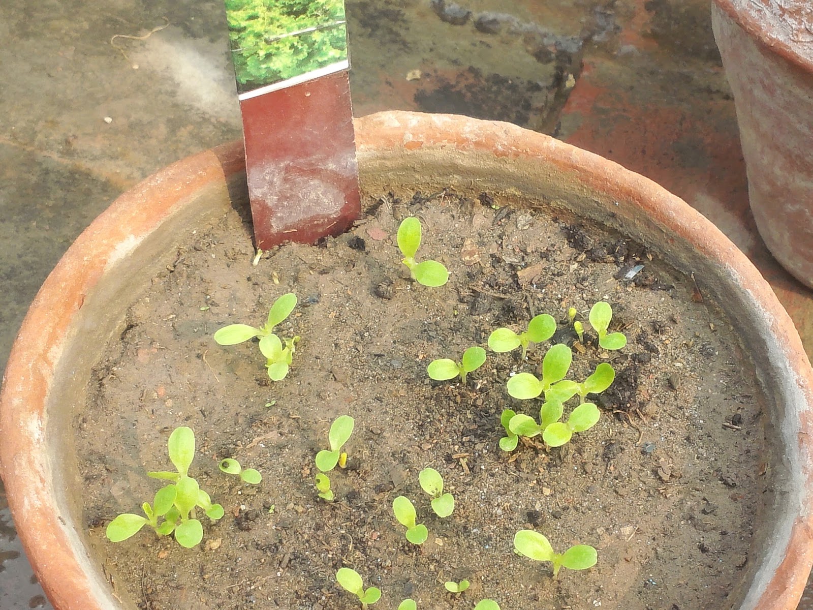 Veggies Home Kitchen Garden Lettuce Seeds Germination to Healthy Seedlings