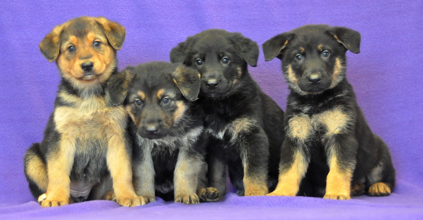 Leech Lake Legacy The Yukon Project 150 dog houses make their way to