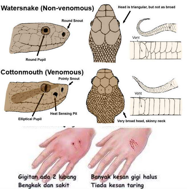 Samlusuh Loras Lusuh Adventure Jenis Jenis Ular Yang Merbahaya Di Malaysia Samlusuh Loras Lusuh Adventure Jenis Jenis Ular Yang Merbahaya Di Malaysia