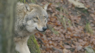 Natuurfilm over de terugkeer van de wolf in de maak