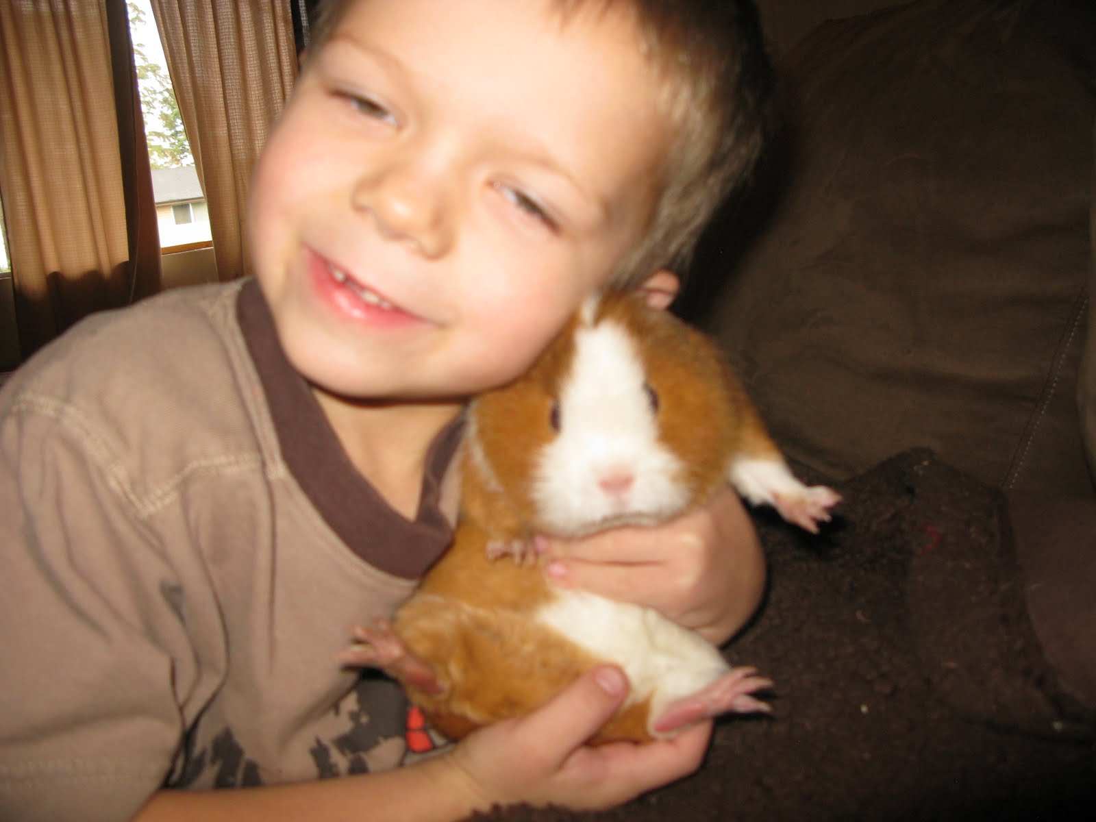 Mcarthur Mile How fat can a guinea pig get????