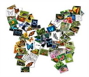 Resultado de imagen de collage comida resvistas