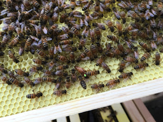 first check on bees