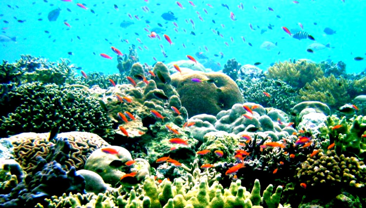 Great Barrier Reef Wallpapers