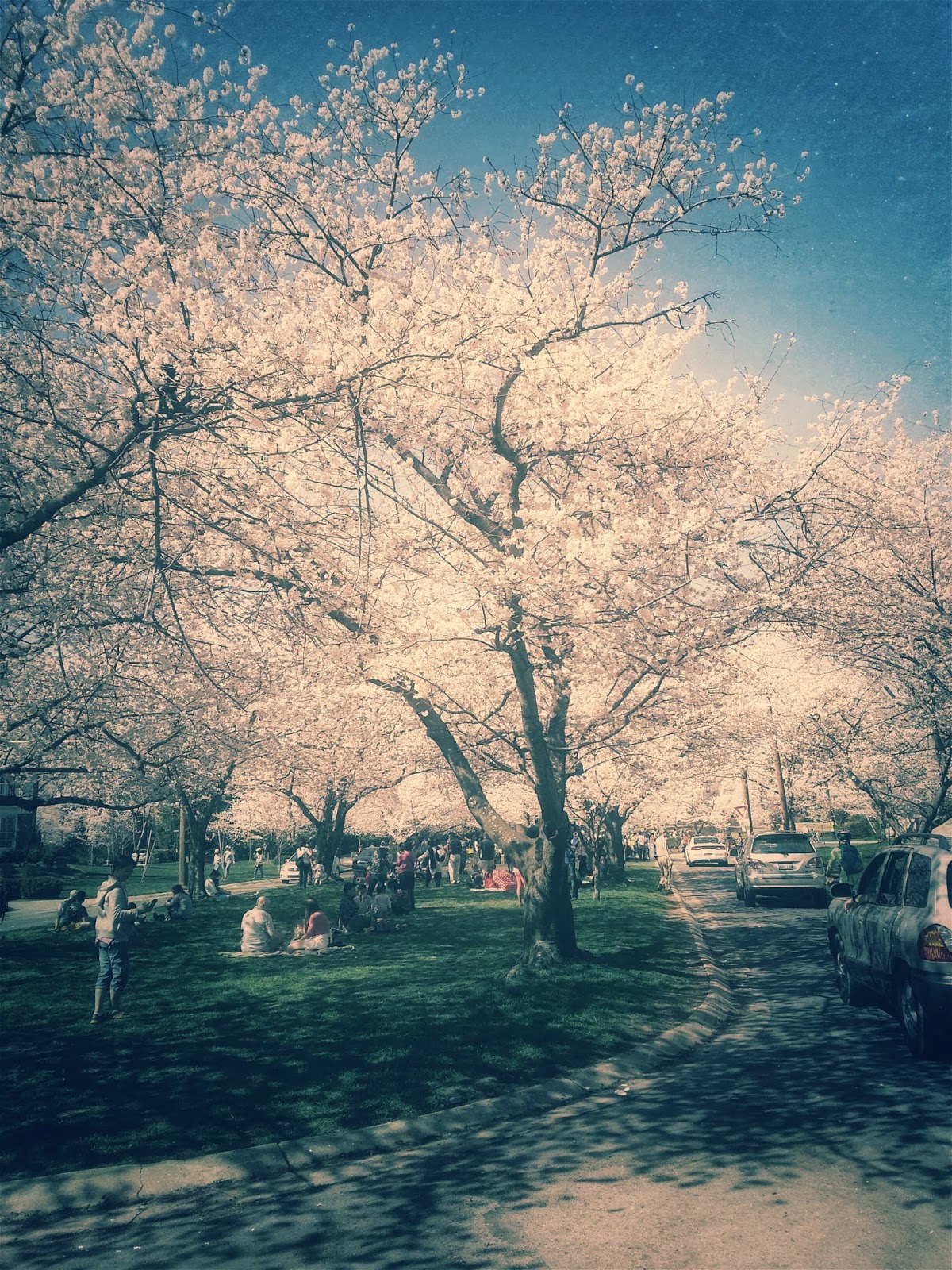 Robert Dyer Bethesda Row CHERRY BLOSSOMS IN BETHESDA (PHOTO GALLERY)