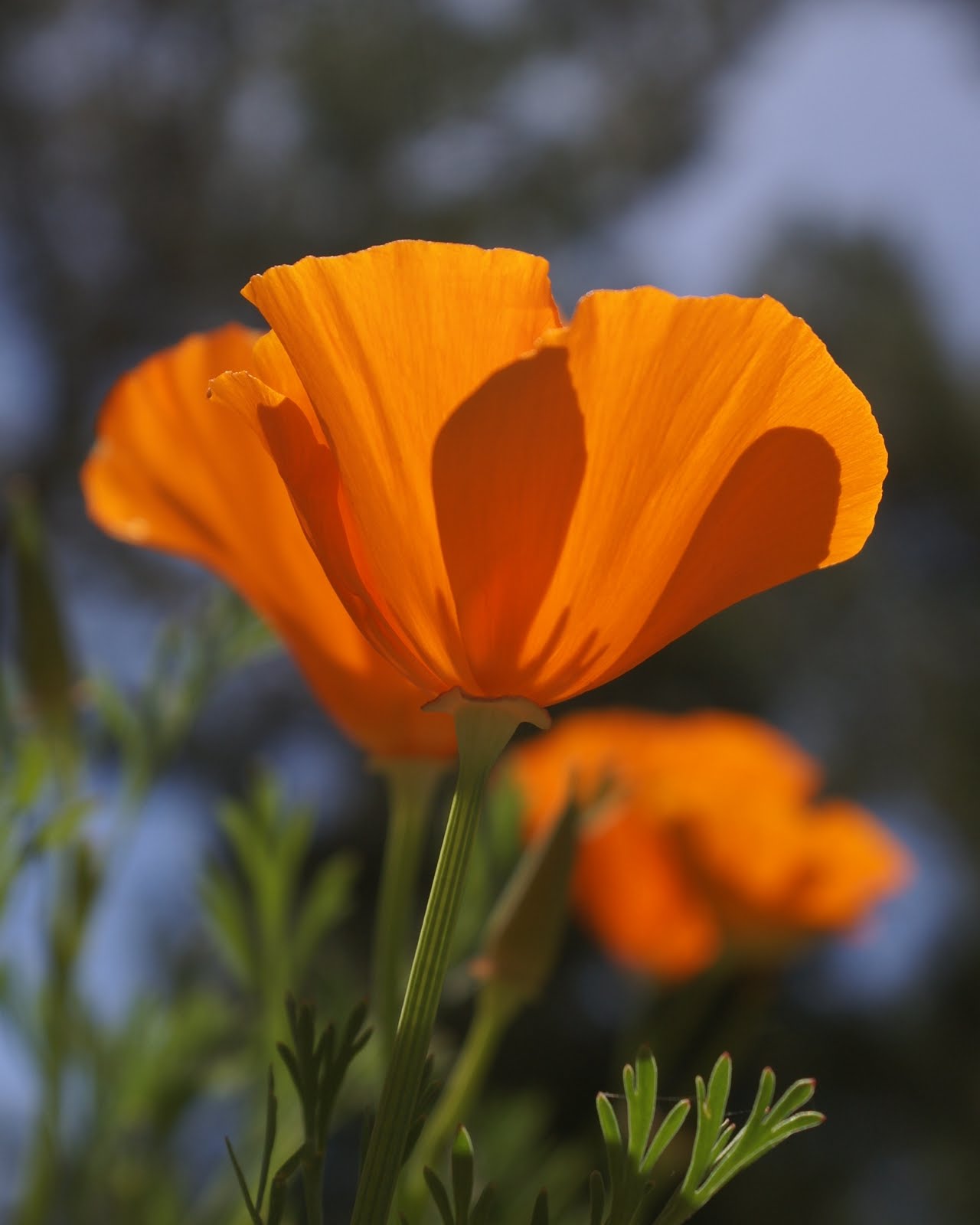 I Am Woody California Poppy Festival