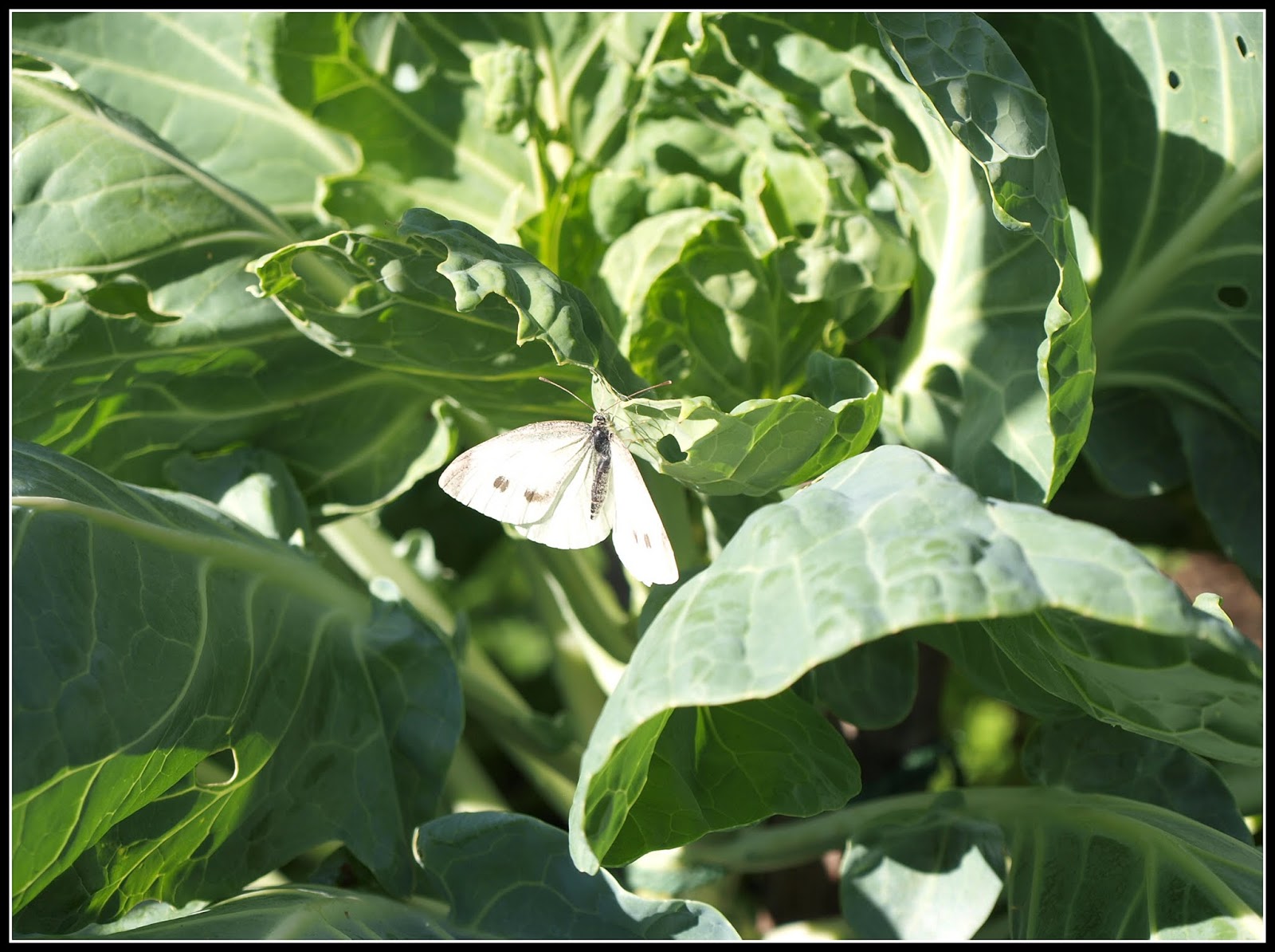 Mark's Veg Plot Invasion of the "Cabbage Whites"