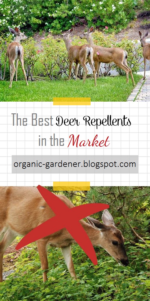 The Best Deer Repellents in the Market Organic Gardening
