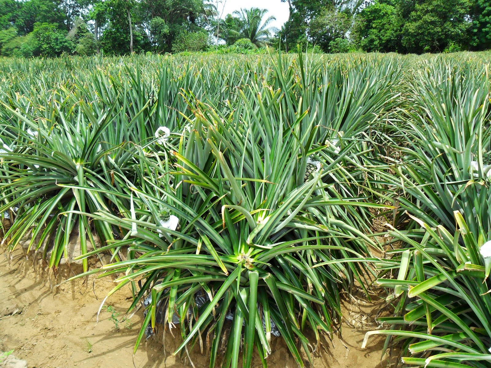 Servicios Integrales del Agro.: EL CULTIVO DE PIÑA MD2.