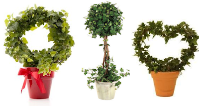 نبات الهيدرا English Ivy
