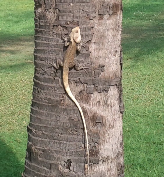 Wildopolis Common Lizards in Bangalore