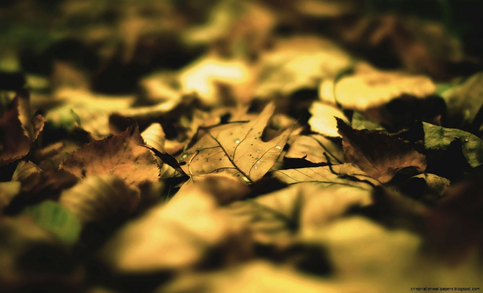 Dry Leaves Autumn Wallpapers