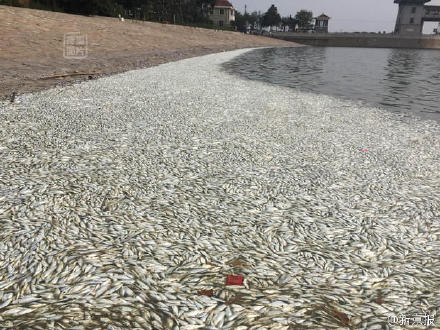 8月20日，天津爆炸后一周，天津滨海新区海河闸岸边惊现大量死鱼（网络图片）