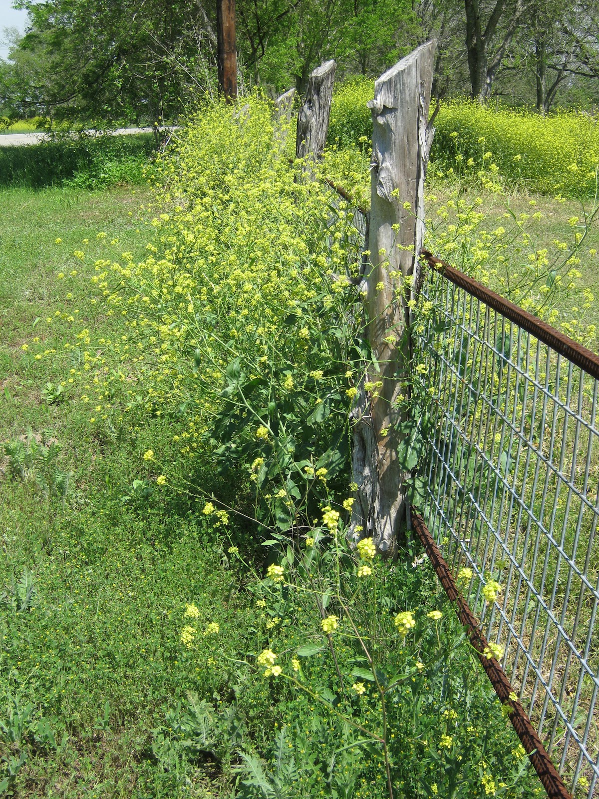 on a hays county hill Bad flower. Very bad.