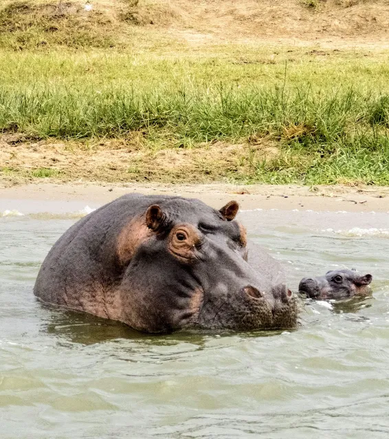 Mother and baby hippo on the Kazinga Channel in Uganda