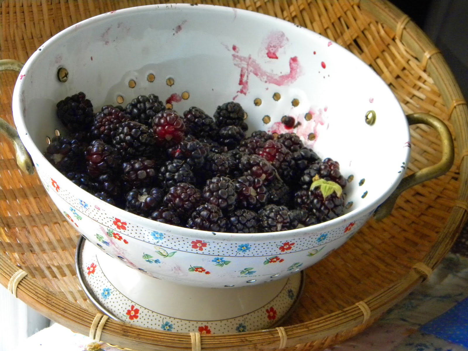 Moonrises and Morning Tea It's boysenberry picking time in the garden