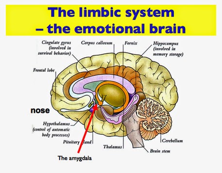 Нос и головной мозг. Лимбическая система. Лимбическая система мозга. Лимбическая система мозга и эмоции. Лимбическая система картинки.