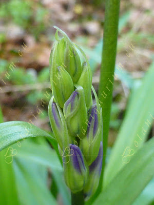 Hyacinthoides non-scripta, Asparagaceae - Botaniquarium.eu