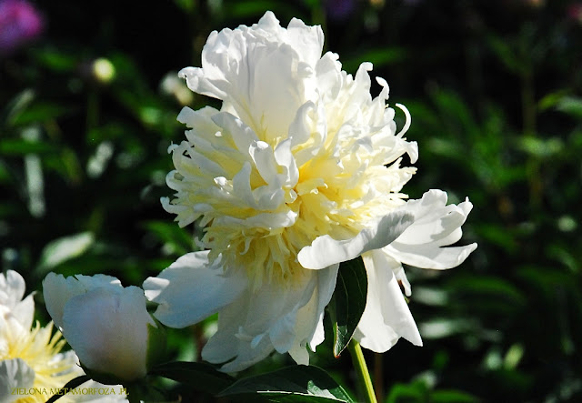 piwonie, PeonyMAX, zielona metamorfoza, ogrody wiejskie, projektowanie zieleni.