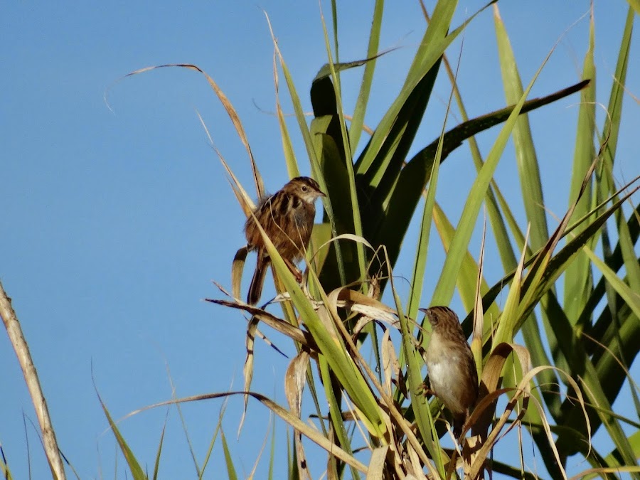Cisticola juncidis