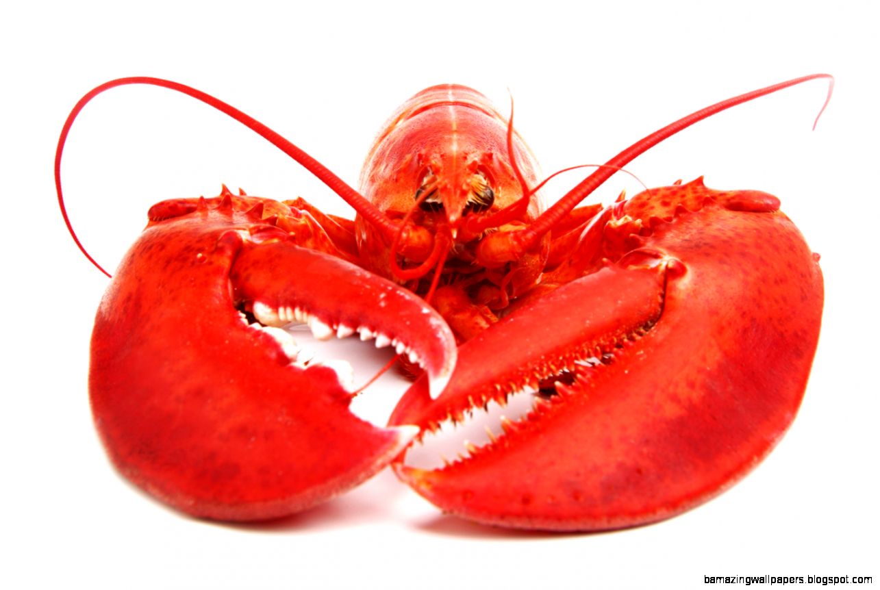 3rd Annual Lobster Fest  Sound Bites Grill