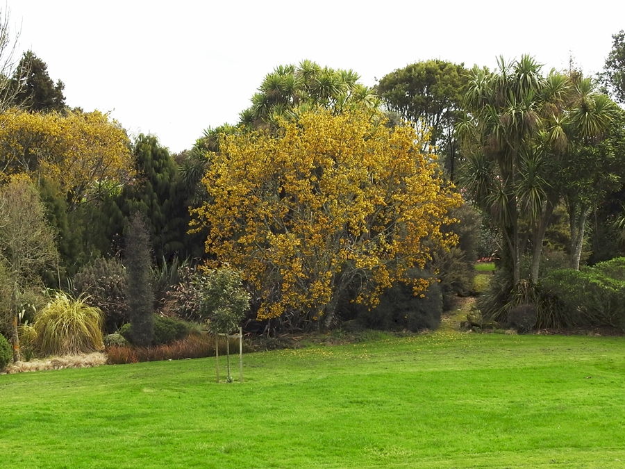 photographing New Zealand kowhai and tuis