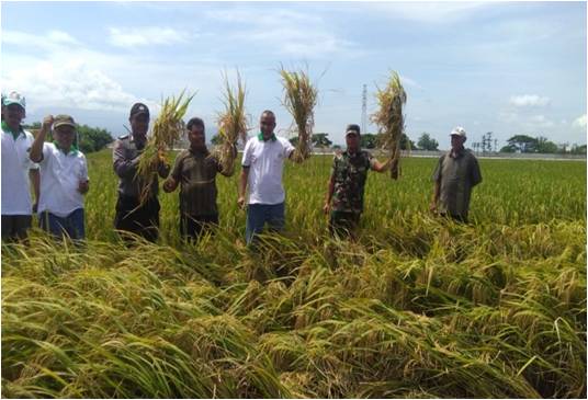 Panen Raya Padi Varietas Mapan 05 Di Persawahan Desa Bandung Kec. Ngrampal