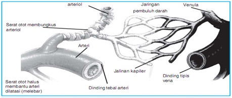 Alat-Alat Peredaran Darah SMA KLS XI ~ Biologi