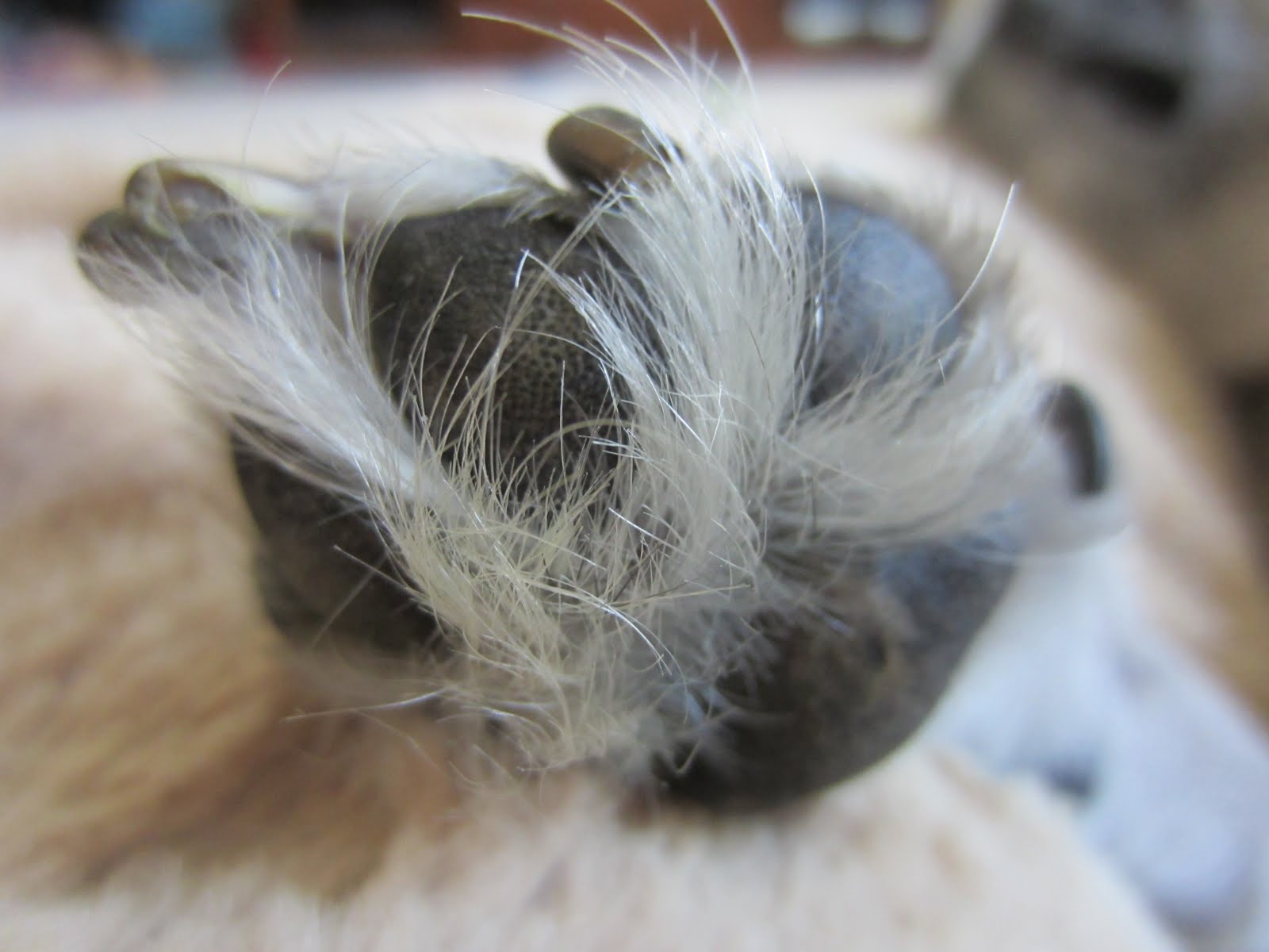 Pugnacious P Silly side effects…paw hair